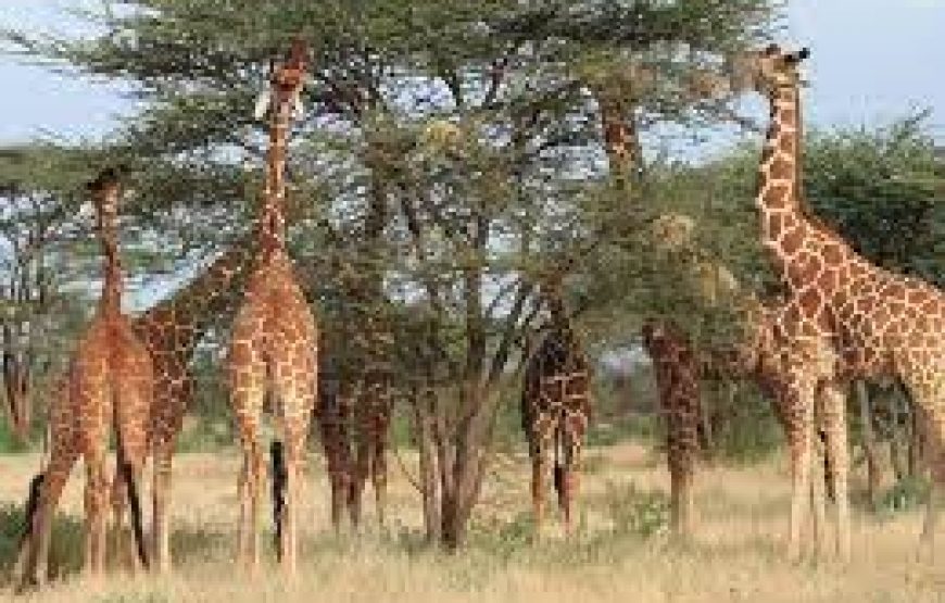 Kenya Horizons featuring Keekorok – 7 Days 6 Nights