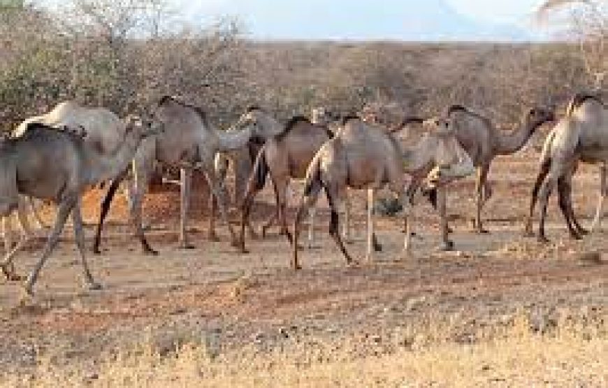 3 Days Marsabit National Park in Kenya.