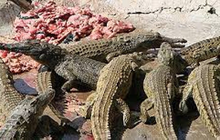 Mamba Village crocodile in Mombasa Kenya.
