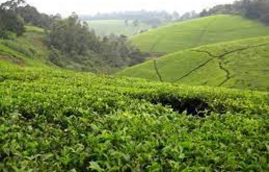 Kiambethu Tea Farm Tour in Kenya.