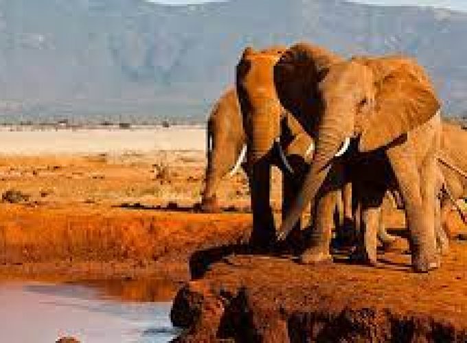 3 Days 2 Nights Tsavo West and Tsavo East Safari in Kenya.