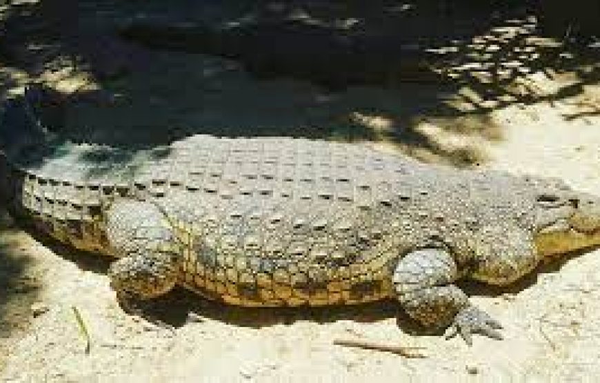 Mamba Village crocodile in Mombasa Kenya.