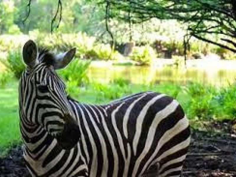 Half-Day to Haller Park Mombasa in Kenya