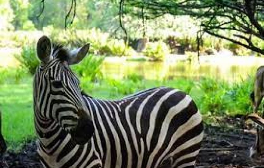 Half-Day to Haller Park Mombasa in Kenya