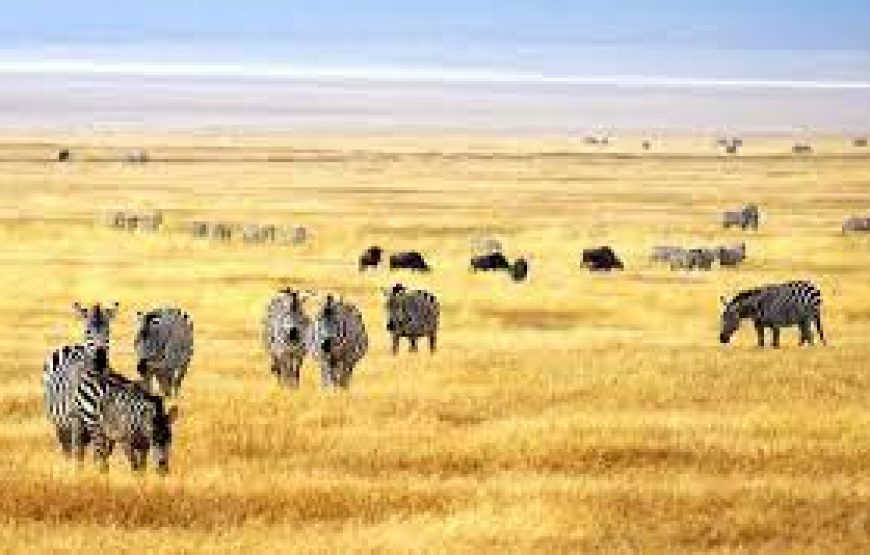 3 Day`s to Meru National Park in Kenya.