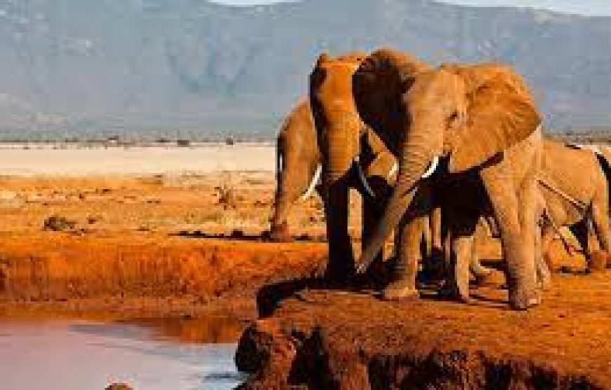 A Day to Tsavo East National park in Kenya.