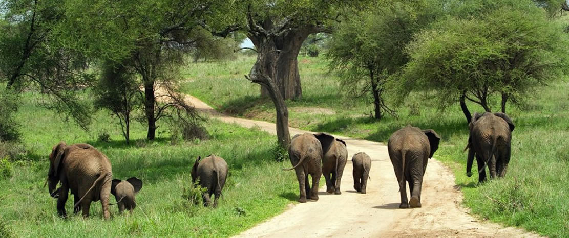 Day 2: Full Day in Meru National Park