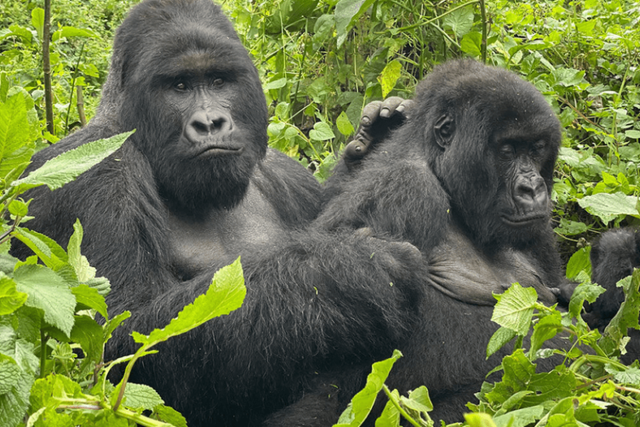 7 Days Gorillas, Chimps & QENP