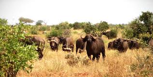 9 Days Cheetah Safari in Kenya.