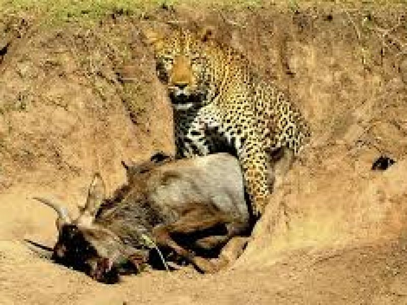 9 Days Cheetah Safari in Kenya.