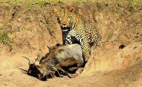 9 Days Cheetah Safari in Kenya.