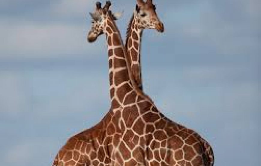 1 days Sweetwater in Kenya.