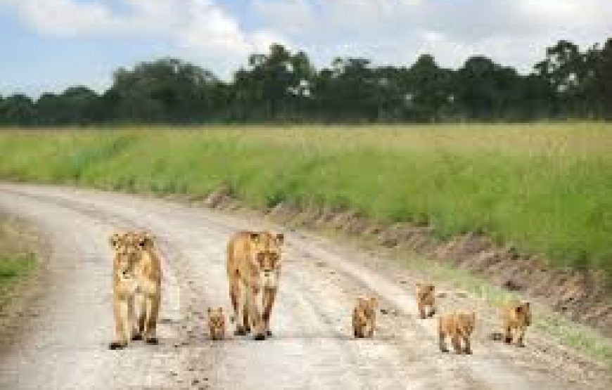 Kenya Horizons featuring Keekorok – 7 Days 6 Nights