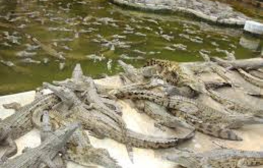 Mamba Village crocodile in Mombasa Kenya.