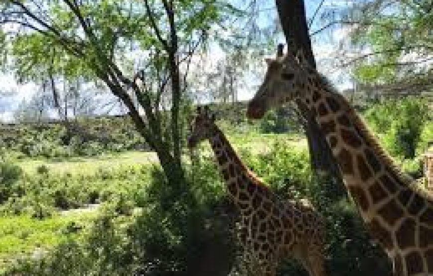 Half-Day to Haller Park Mombasa in Kenya