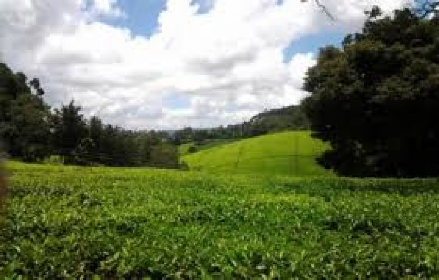 Kiambethu Tea Farm Tour in Kenya.