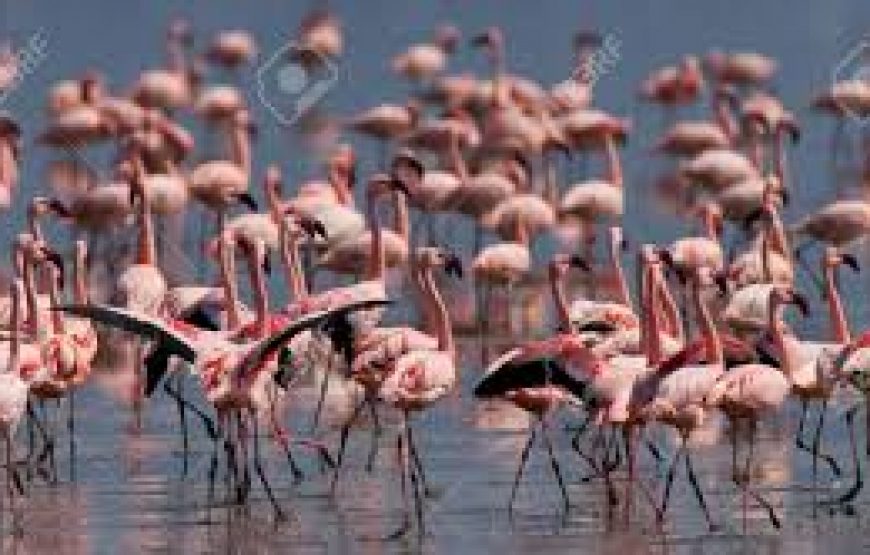 2 Days to Lake Bogoria National Reserve in Kenya.
