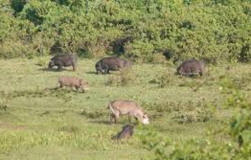 A Day to Aberdare national park in Kenya.