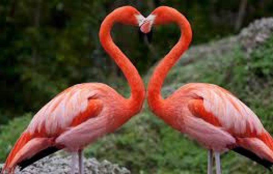 7 Days Safari in Kenya.