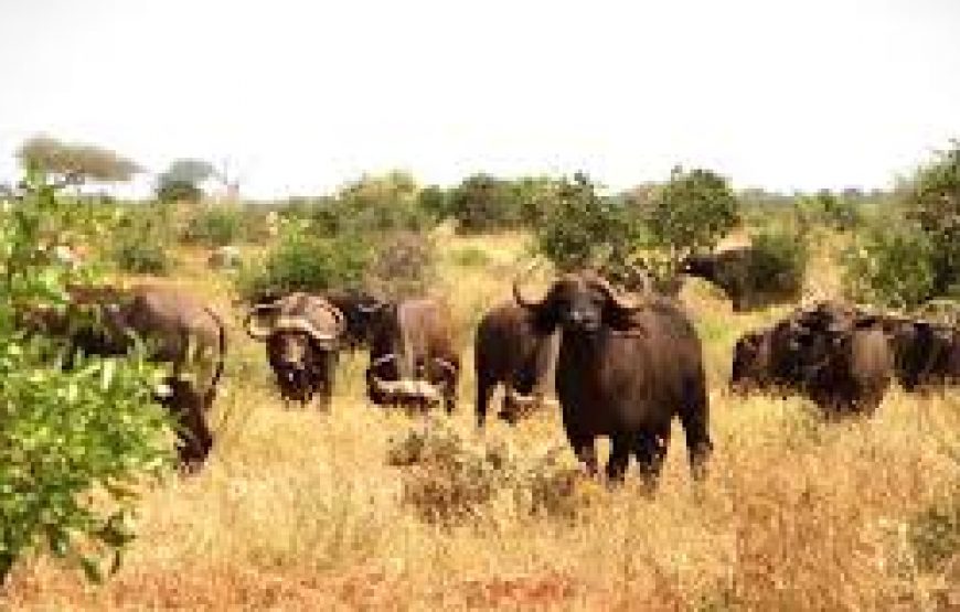 A Day to Tsavo East National park in Kenya.