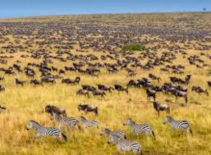 7 Days Safari in Kenya.