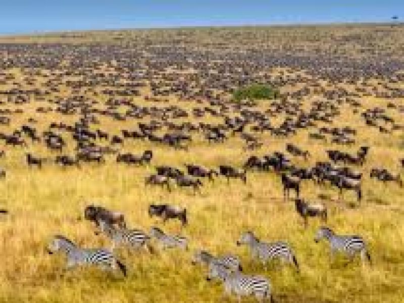 7 Days Safari in Kenya.
