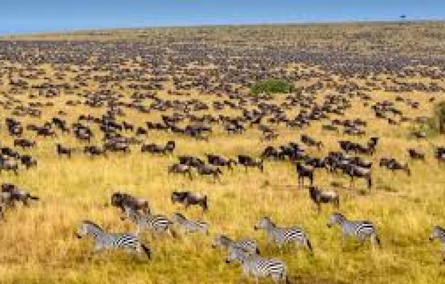 4 days Naivasha Mara in Kenya.