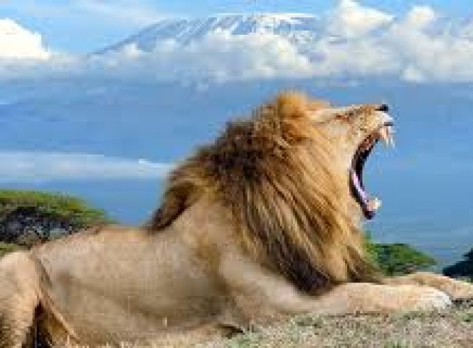 A Day trip to Amboseli National Park