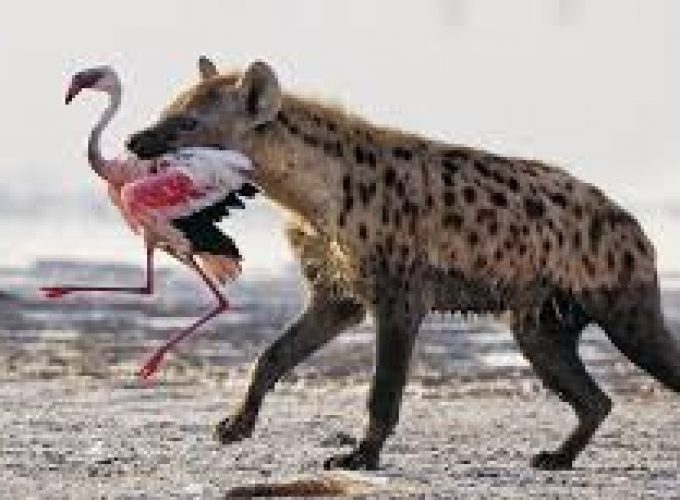 10 Days 9 Nights Safari in Kenya.