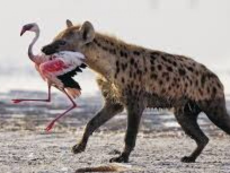 10 Days 9 Nights Safari in Kenya.