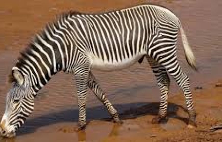 3 Day to Samburu National Reserve in Kenya.