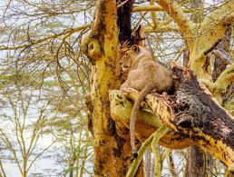 Day 2: Full-Day Safari in Masai Mara