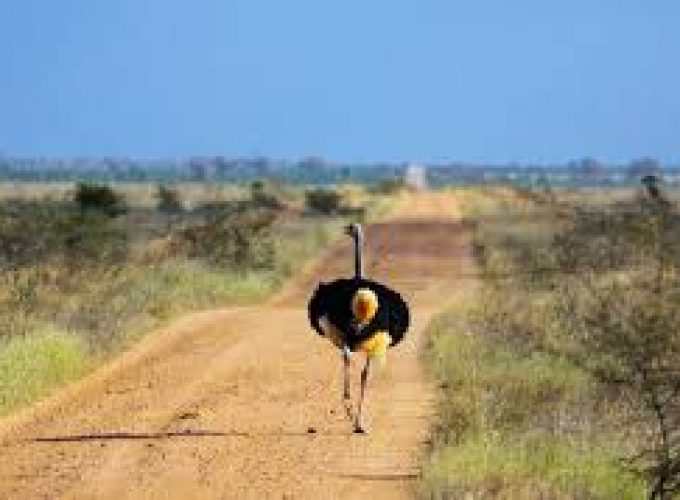 A Day to Tsavo National Park in Kenya.