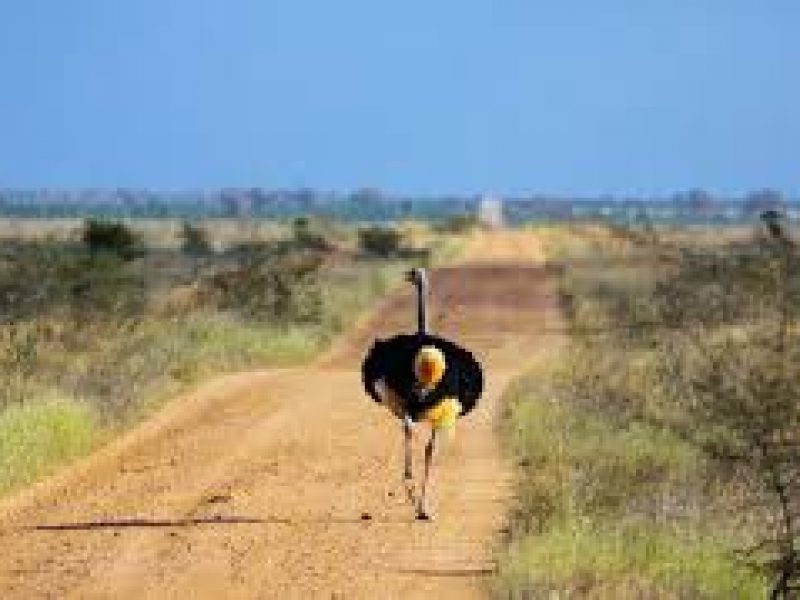 A Day to Tsavo National Park in Kenya.