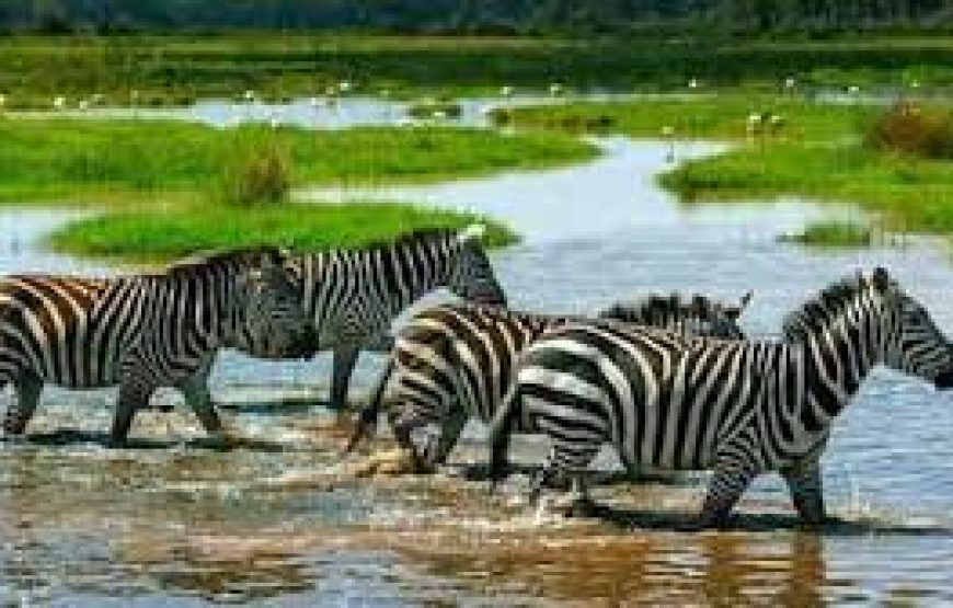 Half-Day to Haller Park Mombasa in Kenya