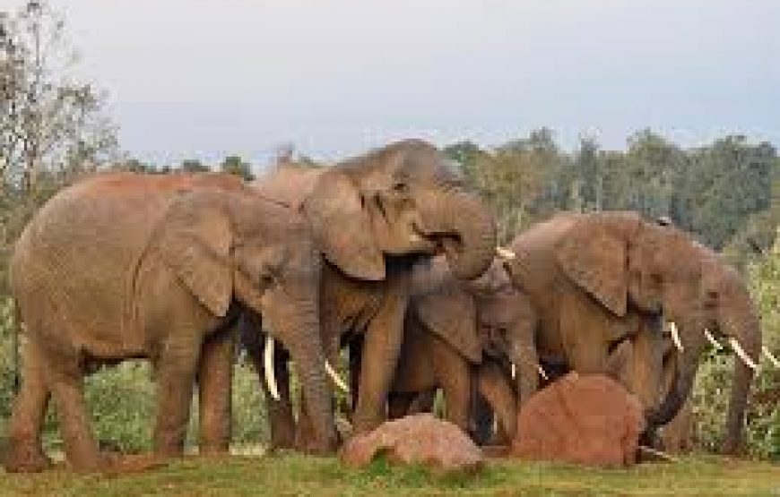 A Day to Aberdare national park in Kenya.