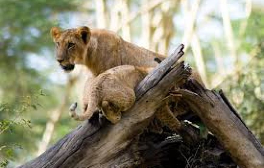 9 Days Cheetah Safari in Kenya.