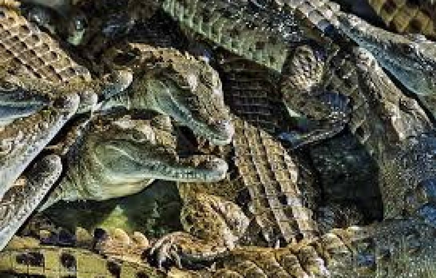 Mamba Village crocodile in Mombasa Kenya.