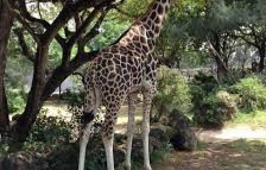 Half-Day to Haller Park Mombasa in Kenya