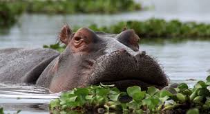 Day  5 Lake Naivasha, Masai Mara  