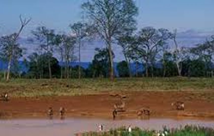 A Day to Aberdare national park in Kenya.