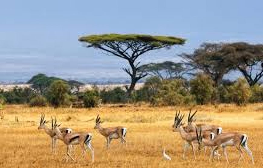 A Day trip to Amboseli National Park