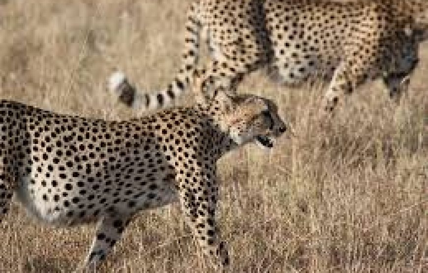9 Days Cheetah Safari in Kenya.