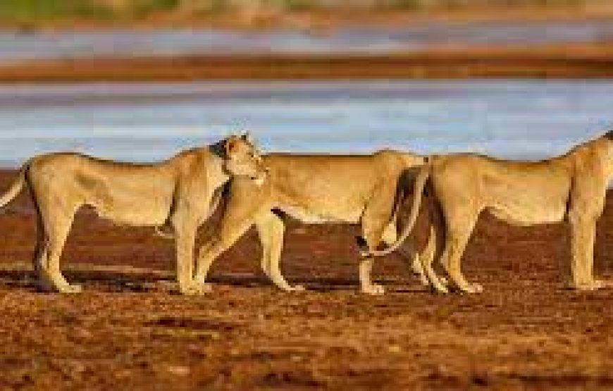 3 Day to Samburu National Reserve in Kenya.