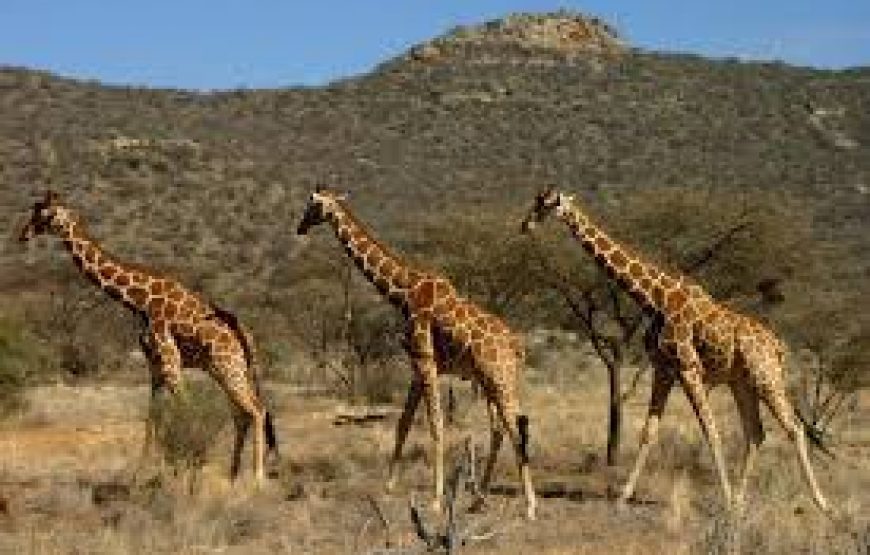 3 Days Marsabit National Park in Kenya.