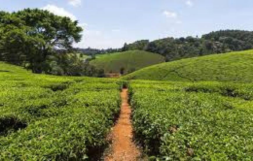 Kiambethu Tea Farm Tour in Kenya.