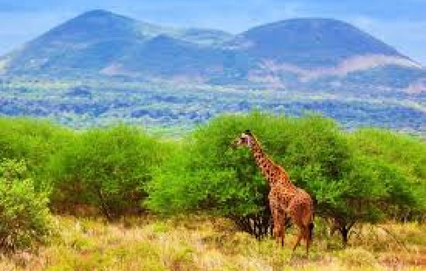 3 Days 2 Nights Tsavo West and Tsavo East Safari in Kenya.