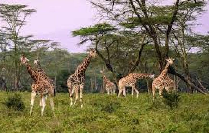 2 Days to Lake Bogoria National Reserve in Kenya.