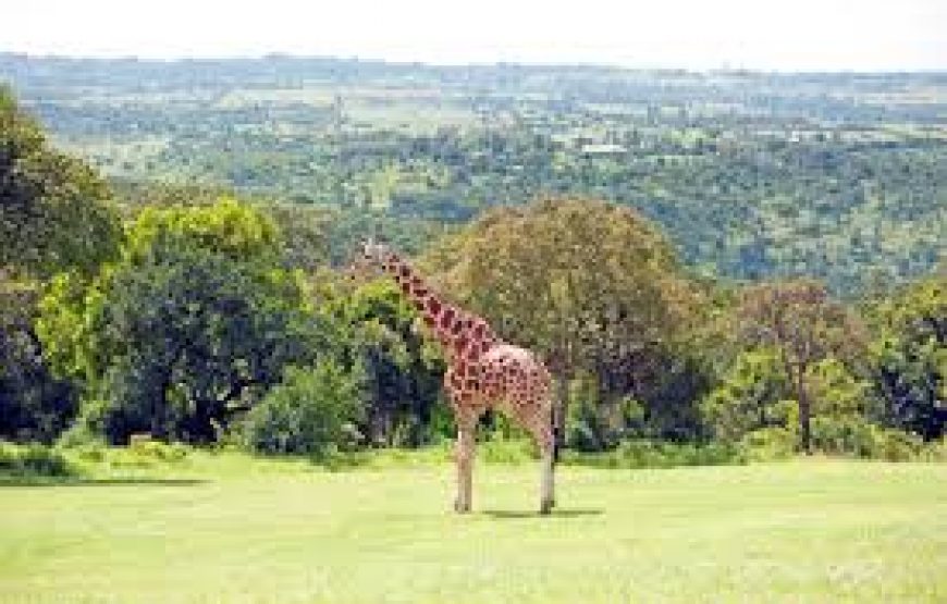 A Day to Aberdare national park in Kenya.