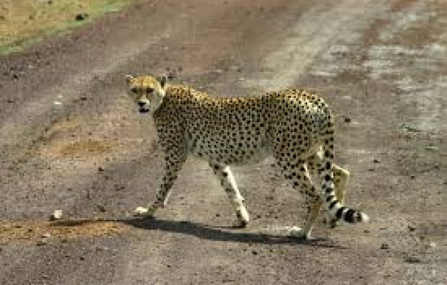 2 Days to Lake Bogoria National Reserve in Kenya.